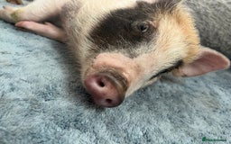 Pig livestock for sale: The adorable Lottie is desperately needing a home  - Image 7