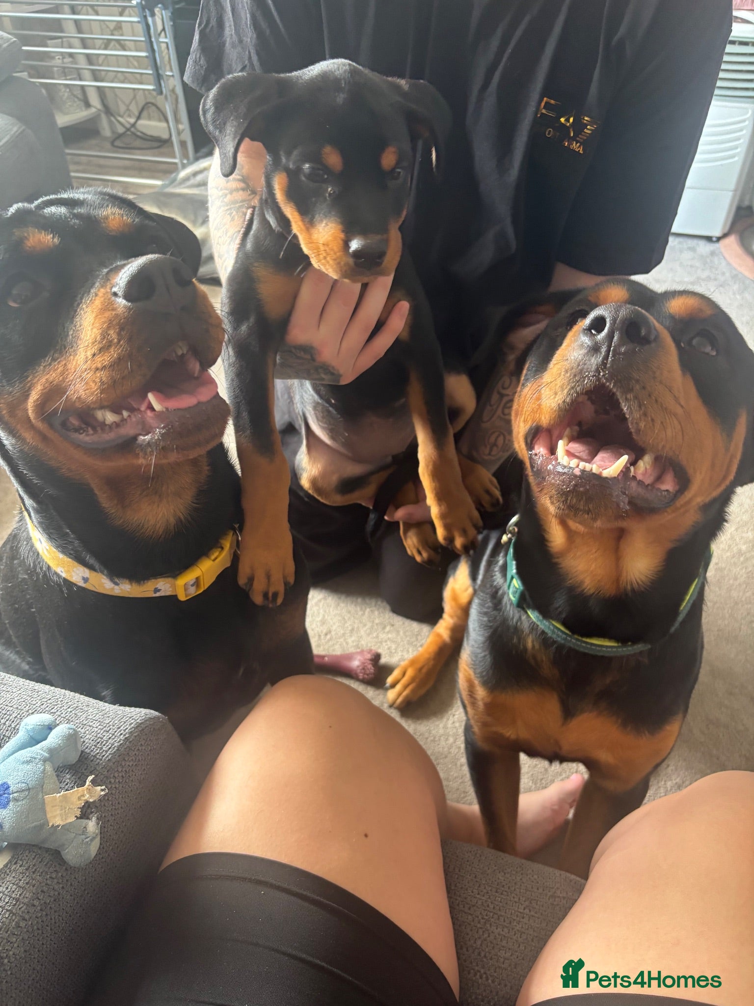 Rottweiler dogs READY TO GO! Rottweiler pups  - Advert 8