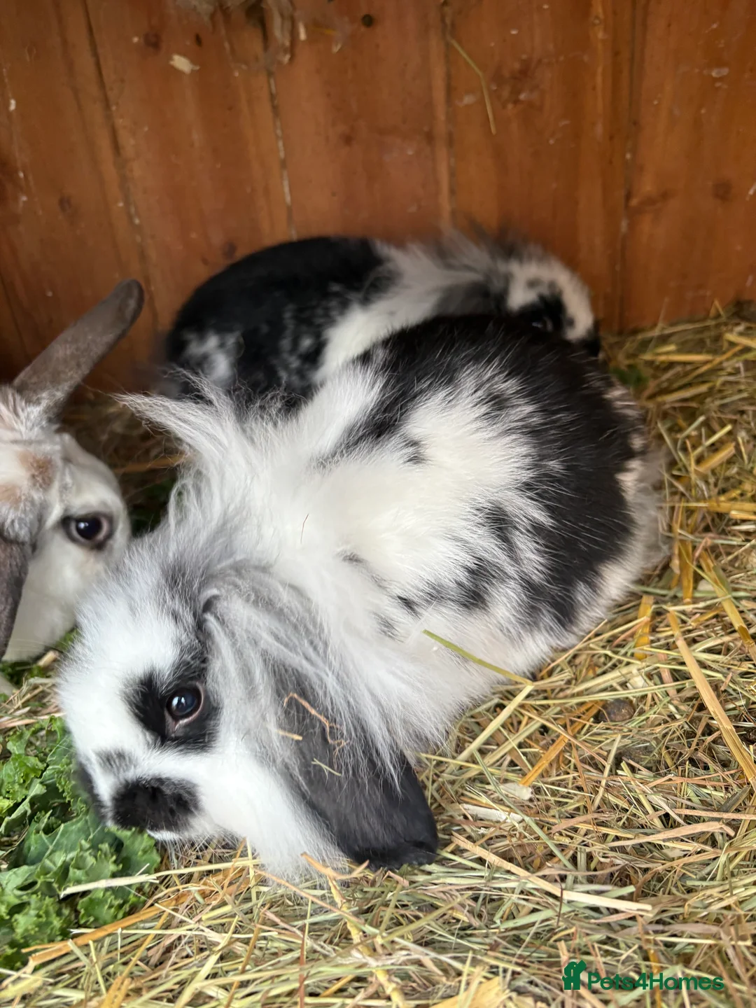Mini Lop rabbits for sale: Stunning mini lop baby rabbits  - Advert 30