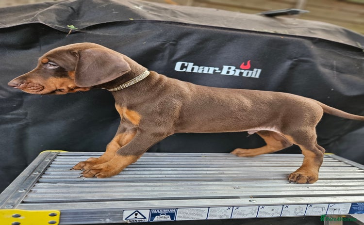 Dobermann dogs - Advert 3