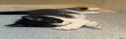 Mixed Breed cats for sale: Cute maine coone + domestic shorthair kittens - Advert 20