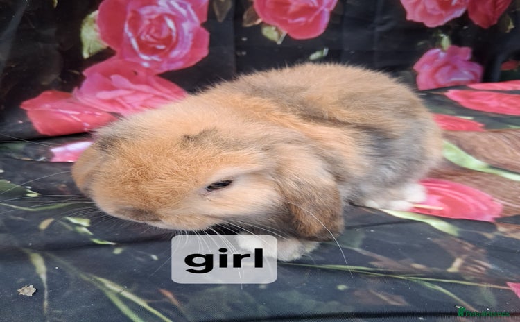 Mini Lop rabbits - Advert 1