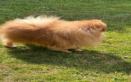 Pomeranian dogs for stud: Orange boy chocolate producer Stud  - Image 2