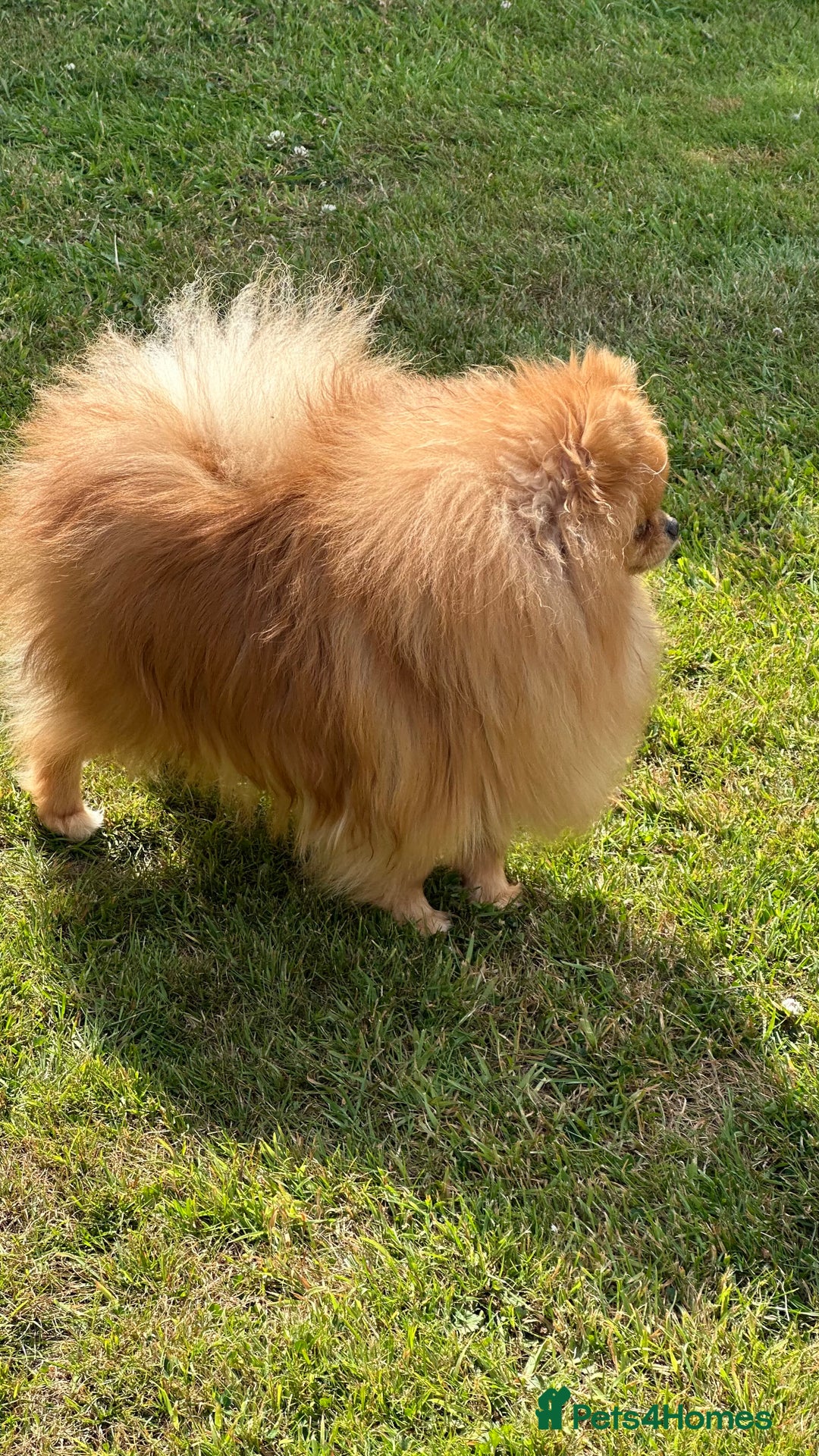 Pomeranian dogs for stud: Orange boy chocolate producer Stud  - Image 2