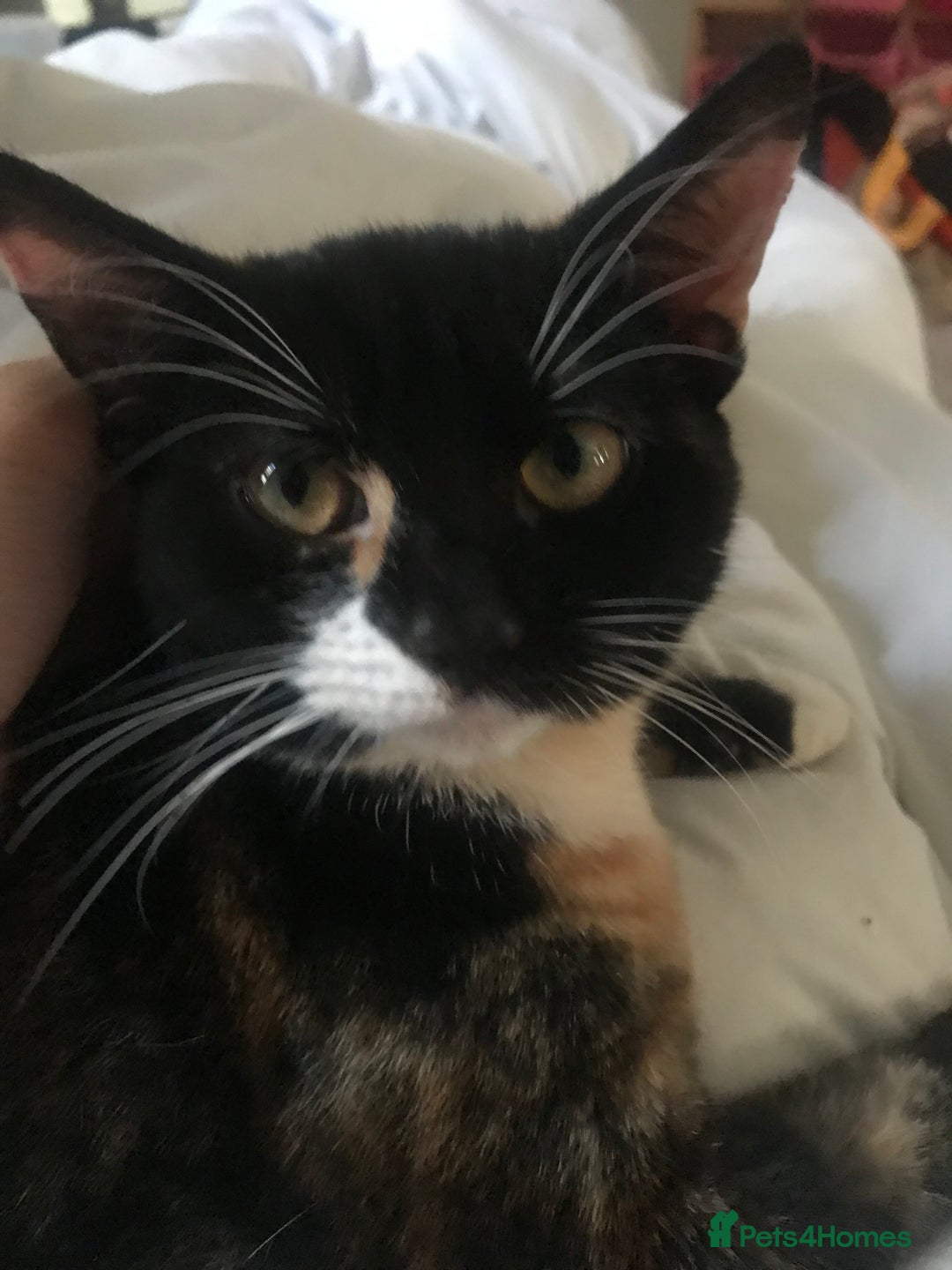 American Shorthair cats for sale: Cat for sale  - Image 2