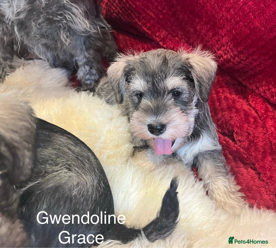 Miniature Schnauzer dogs for sale: Beautiful, KC Registered, health & BVA eye tested. - Advert 6