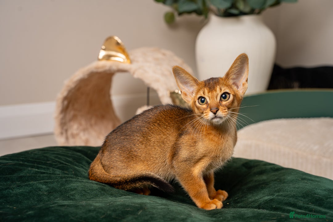 Abyssinian cats for sale: Premium Abyssinian kittens-TICA- Champion Pedigree - Image 20