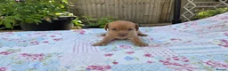 Jackshund dogs for sale: miniture jackadash - Advert 5