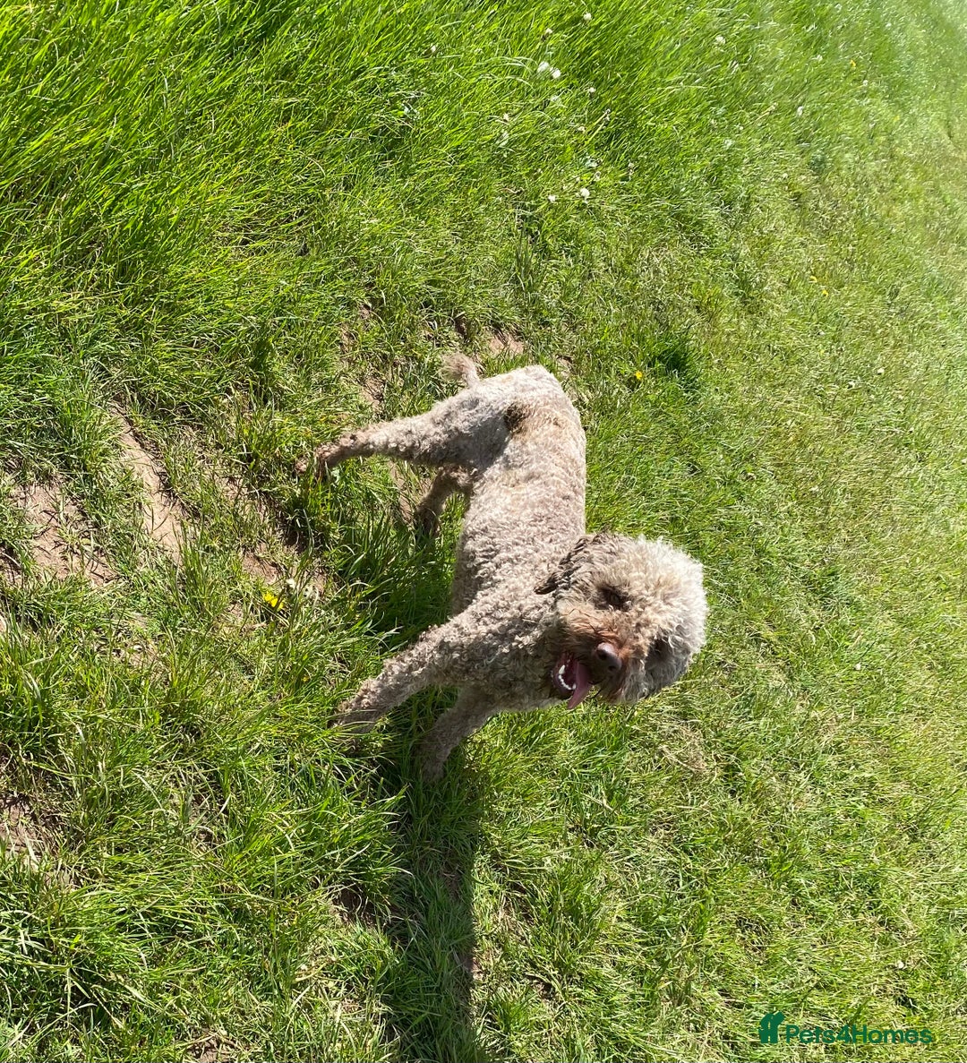 Lagotto Romagnolo dogs for sale: Lagotto Romagnolo puppies  - Advert 11