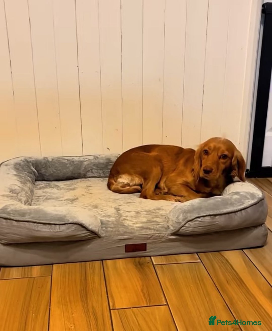 Cocker Spaniel dogs for sale: Looking for a forever home  - Advert 1