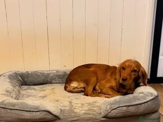 Cocker Spaniel dogs Looking for a forever home - Advert 4