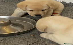 Labrador Retriever dogs for sale: Labrador Retievers  top quality Show type .  - Image 4