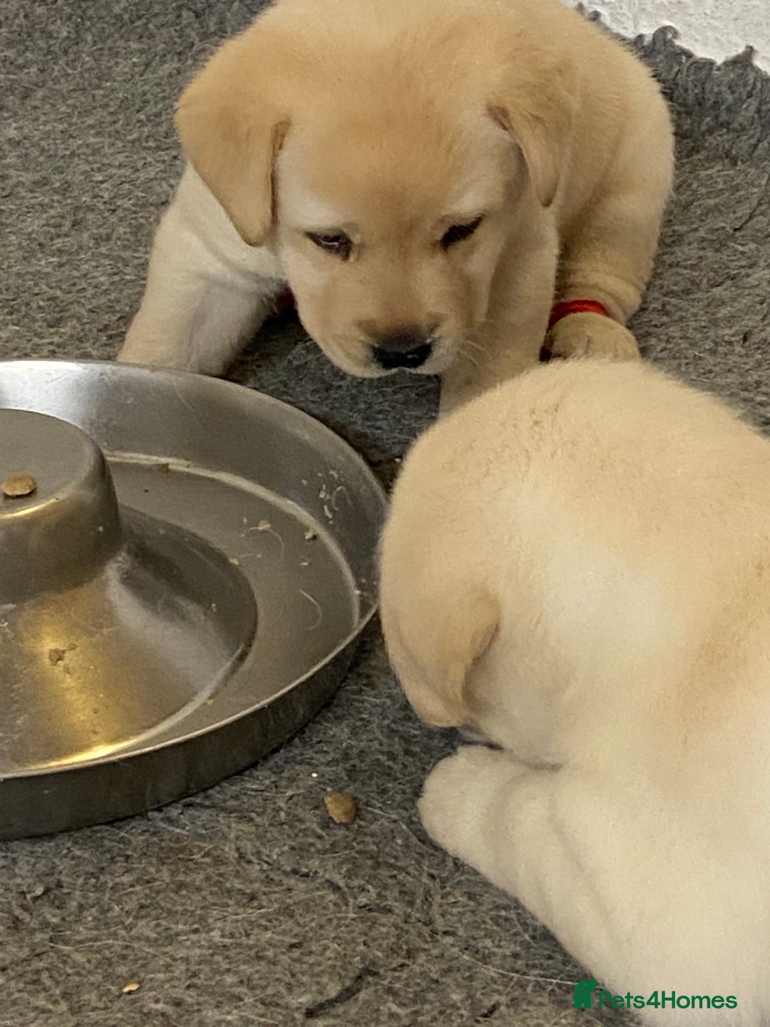 Labrador Retriever dogs for sale: Labrador Retievers  top quality Show type .  - Image 4