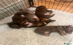 Miniature Dachshund dogs for sale: Gorgeous short & Long haired boys - Image 8