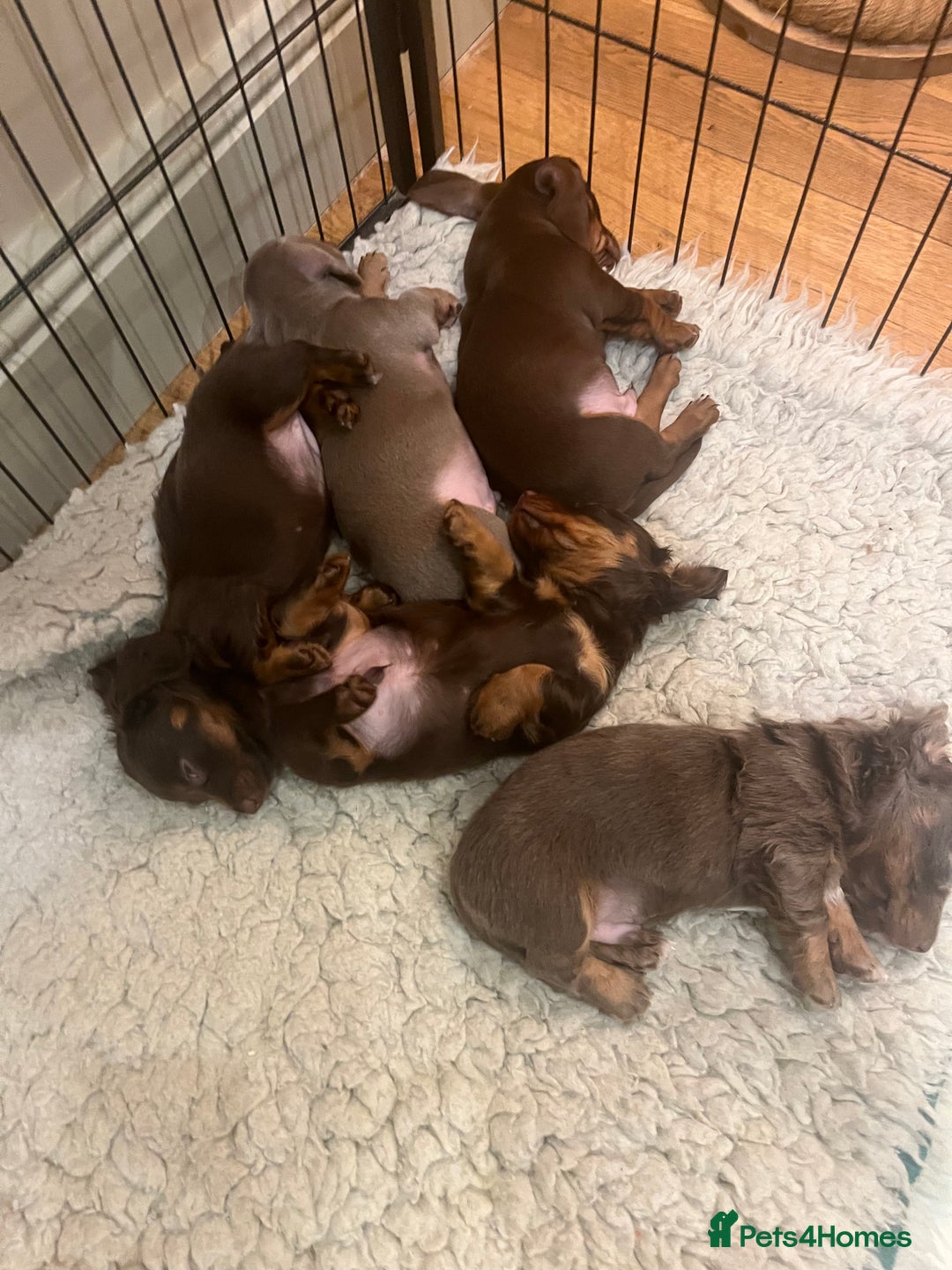 Miniature Dachshund dogs for sale: Gorgeous short & Long haired boys - Image 8