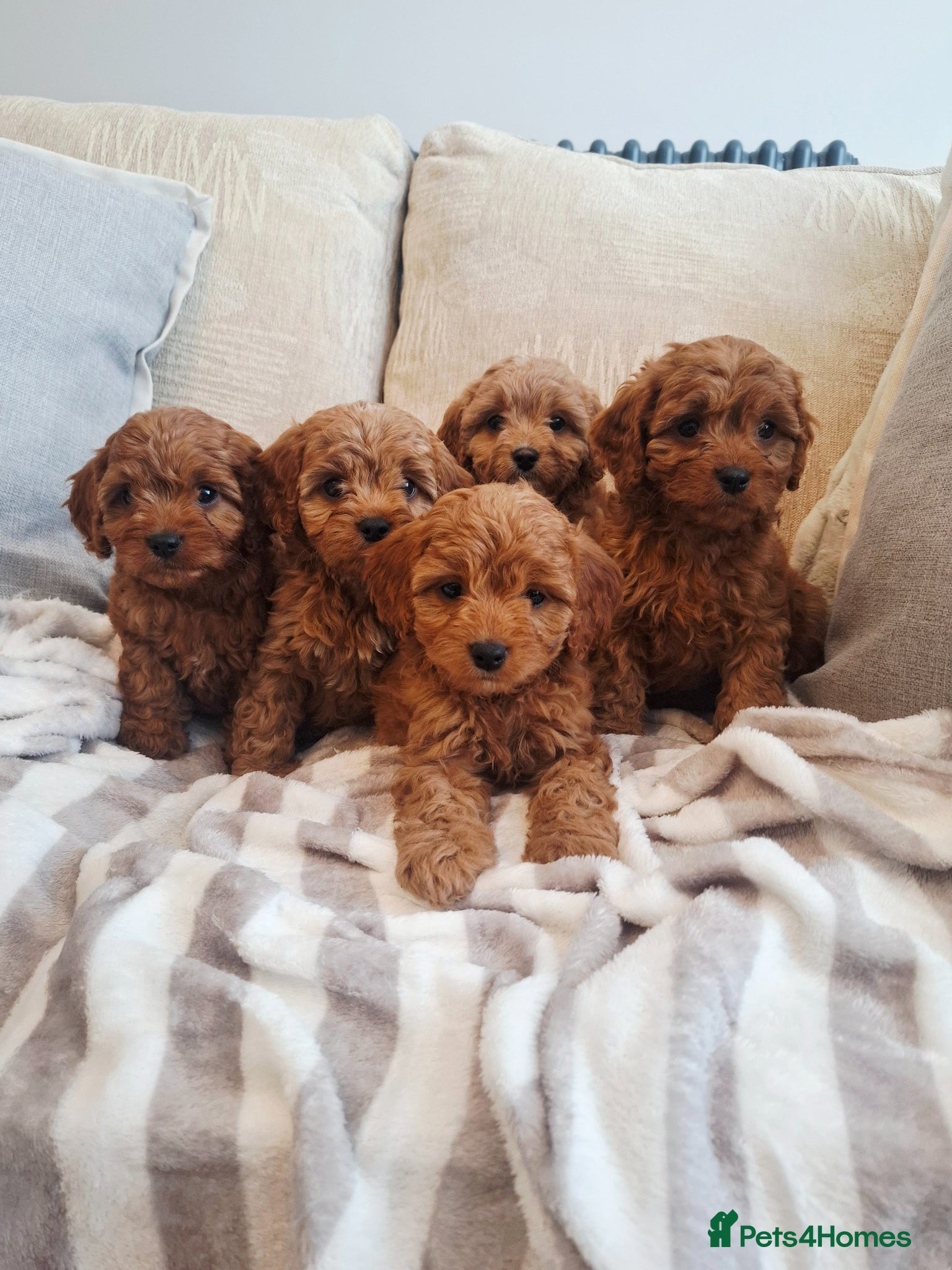Cavapoo dogs F1 Teddy bear cavapoo. Extensively health tested - Advert 17