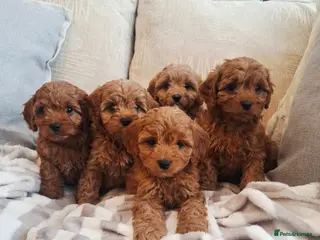 Cavapoo dogs F1 Teddy bear cavapoo. Extensively health tested - Advert 17