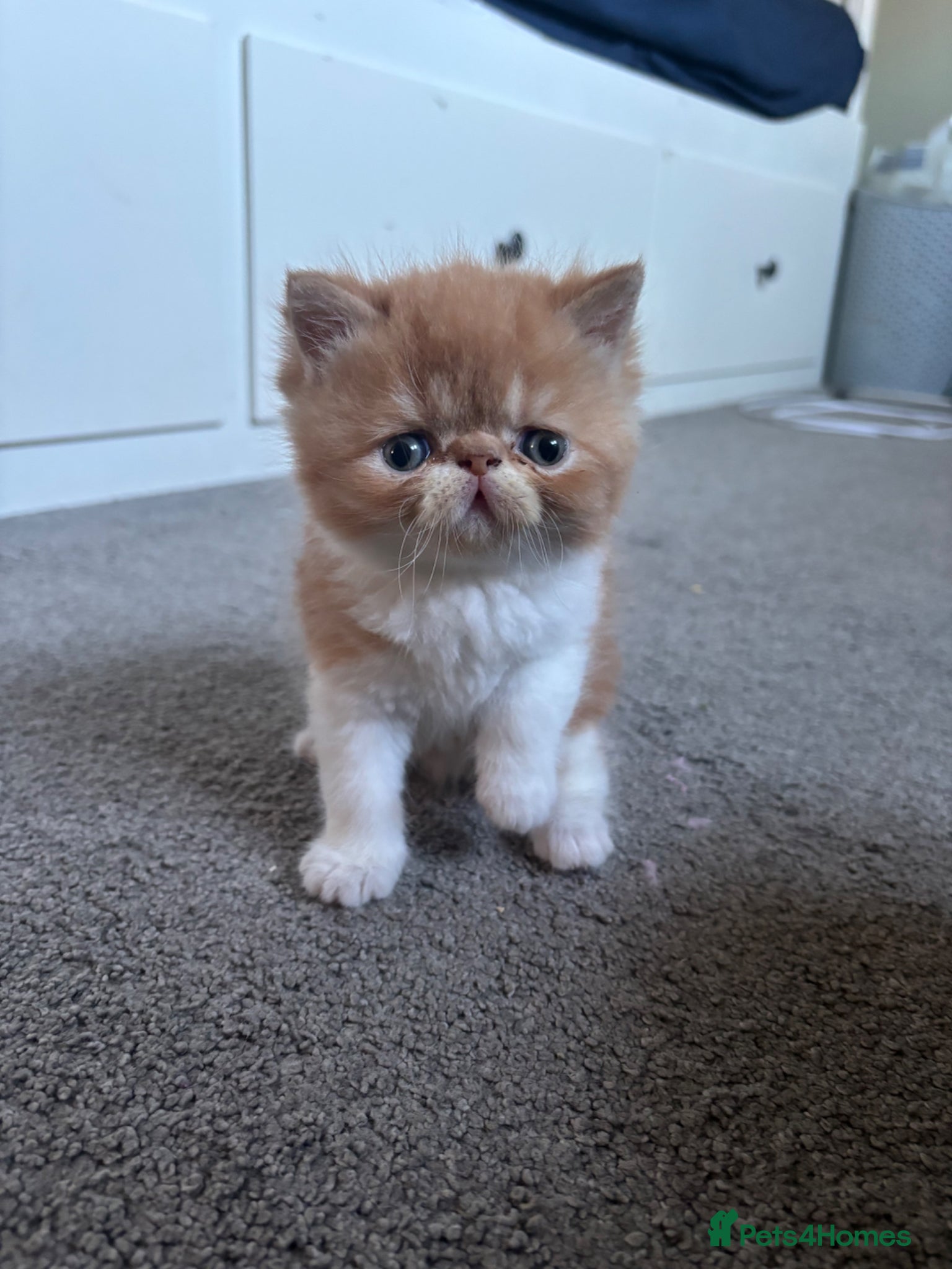 Exotic cats Stunning exotic and Persians  - Advert 1