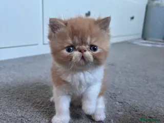 Exotic cats Stunning exotic and Persians - Advert 1