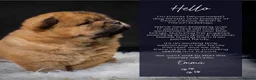 Chow Chow dogs for stud: Welcome to our superb stud team  - Advert 5