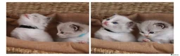 Ragdoll cats for sale: Tica Registered 💎 Ragdoll Kittens - Advert 13