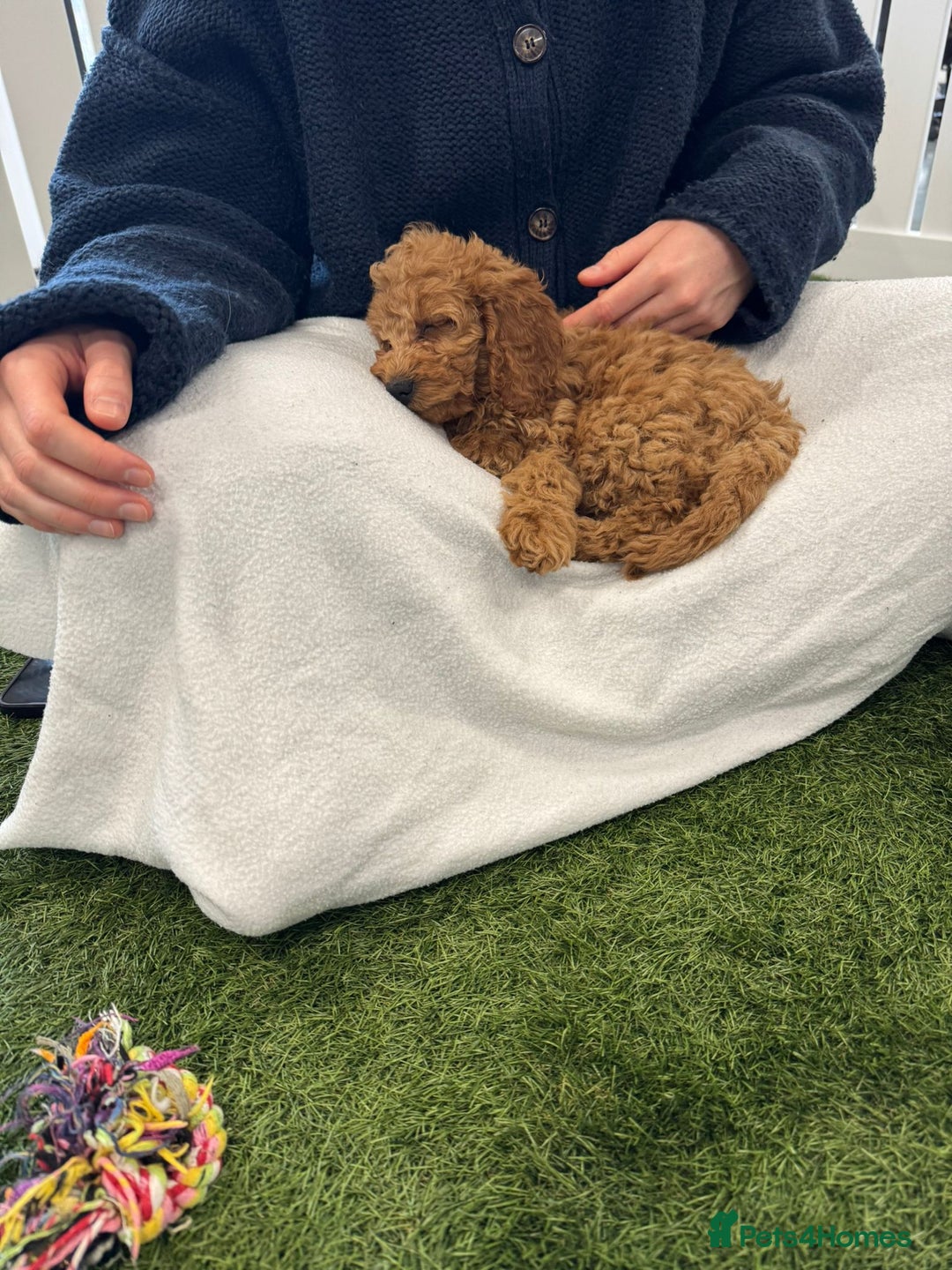 Cockapoo dogs for sale: F2 Cockerpoos Ready for their new homes. - Advert 7