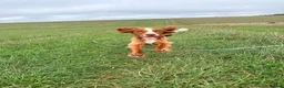 Cocker Spaniel dogs for sale: 7 month old Working Cocker Spaniel  - Advert 2
