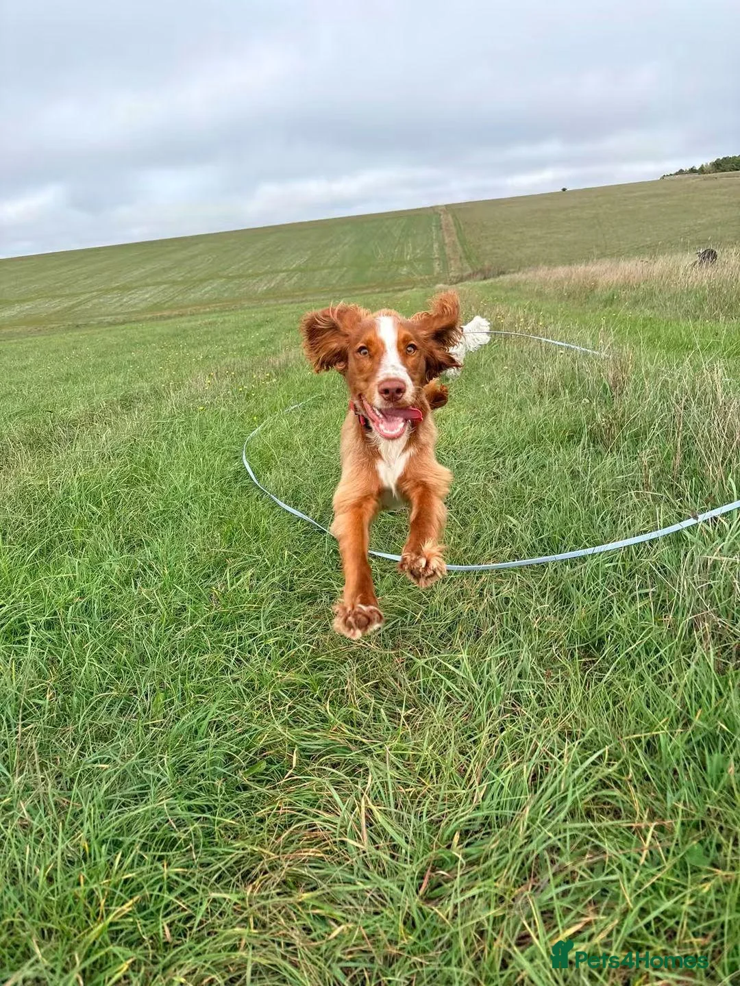 Cocker Spaniel dogs for sale: 7 month old Working Cocker Spaniel  - Advert 2