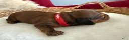 Miniature Dachshund dogs for sale: Show class mini longhair pups from Crufts winner  - Advert 22