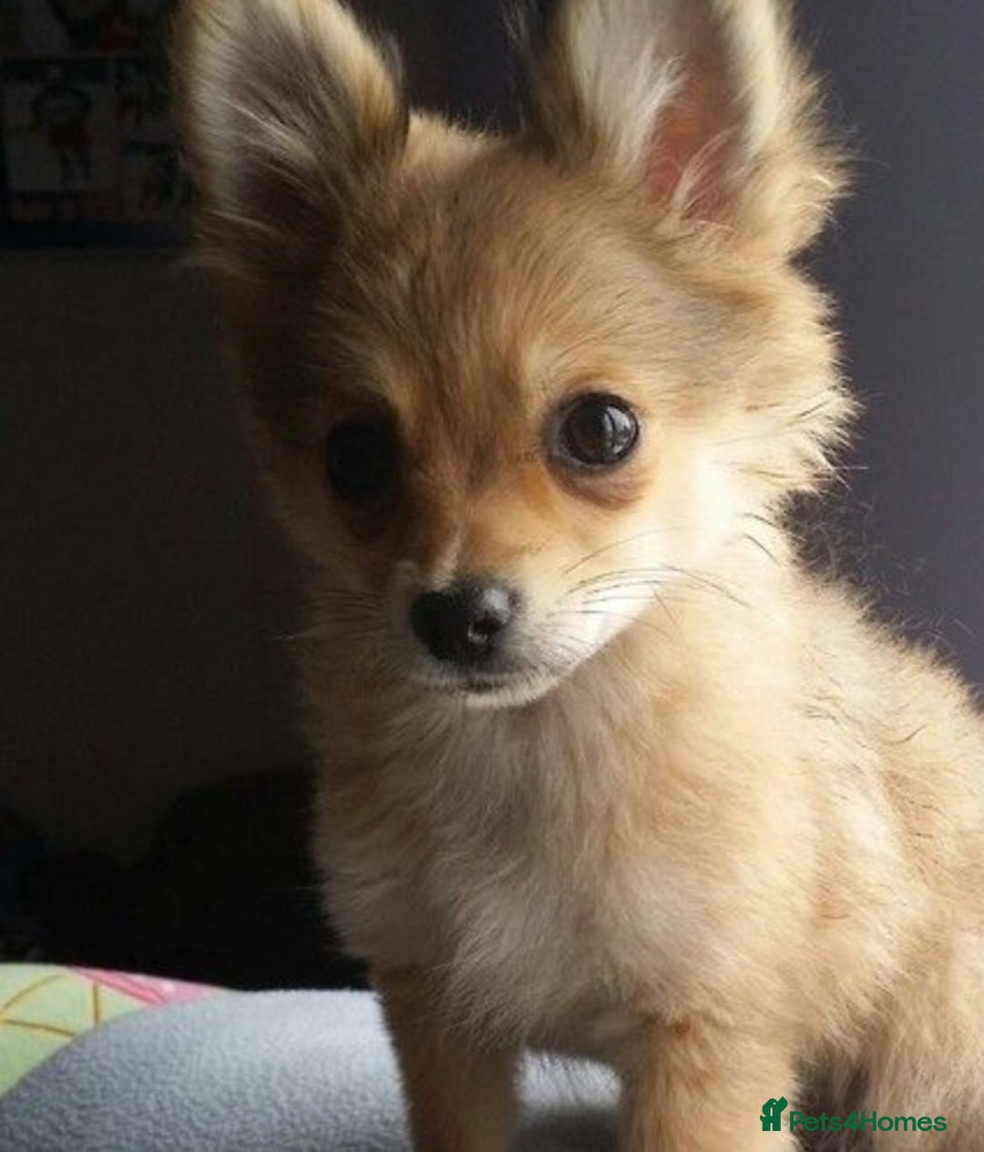 Pomchi dogs for sale: 1 pomchi puppy available - Advert 1