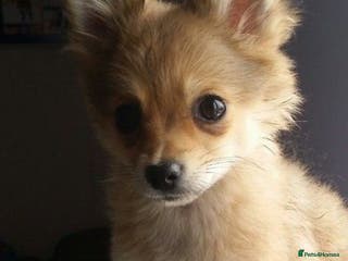 Pomchi dogs 1 pomchi puppy available - Advert 6