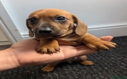 Dachshund dogs for sale: 8 week old Dachshunds  - Image 3