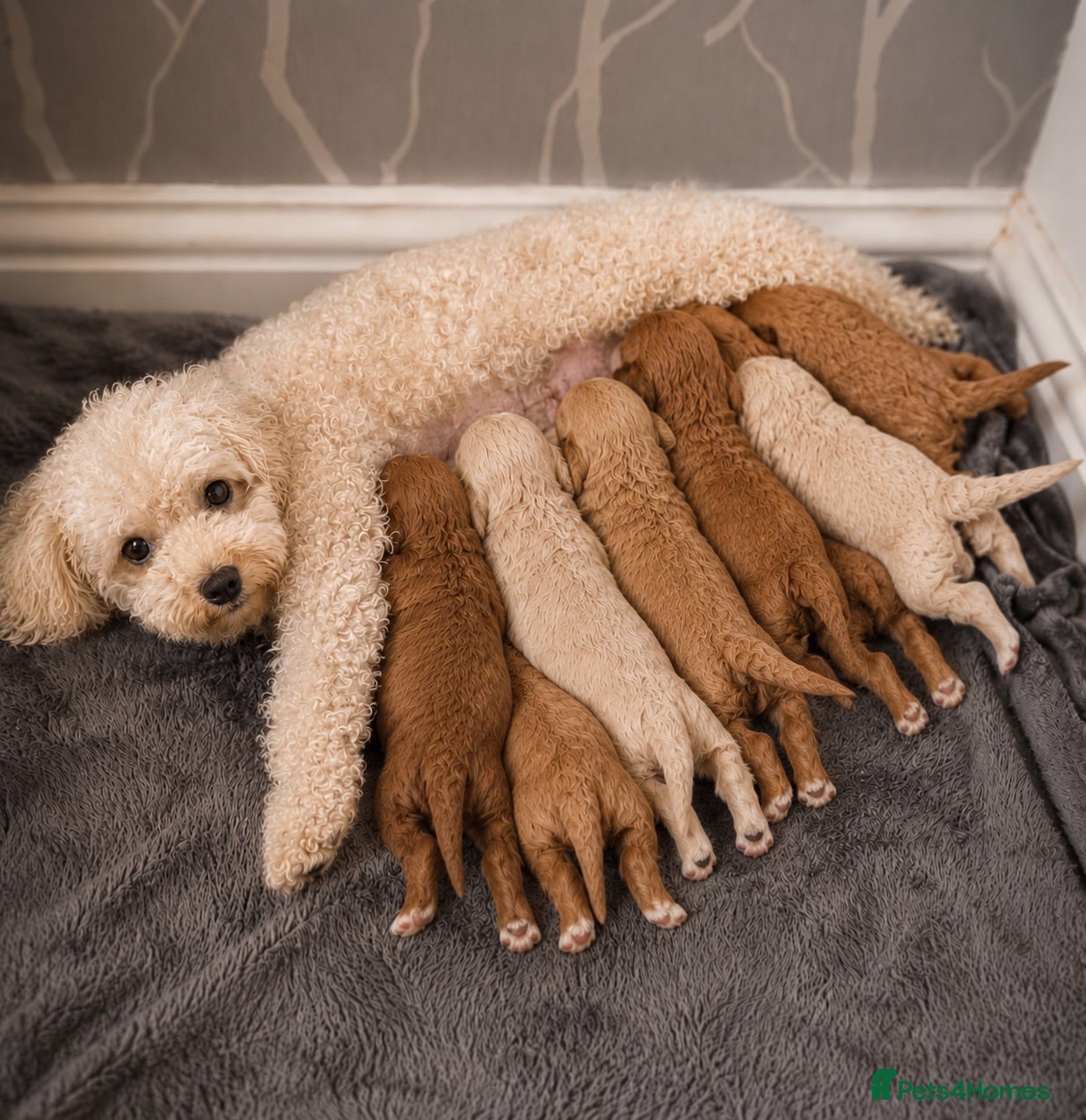 Cavapoo dogs Cavapoo pups ready to leave now!  - Advert 8
