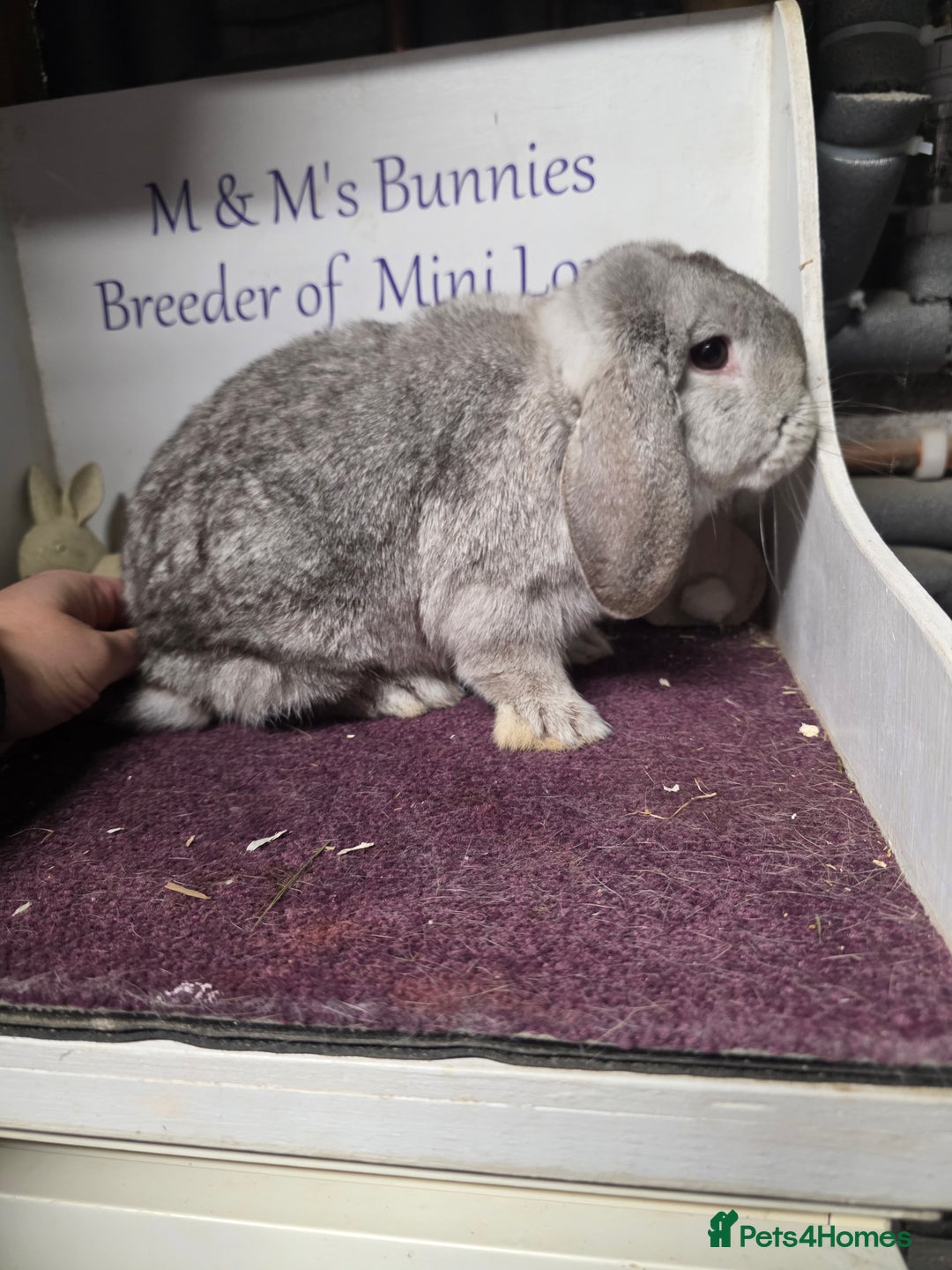Mini Lop rabbits for sale: Mini Lop Chocolate Chinchilla Doe - Advert 1