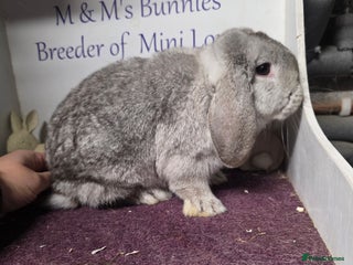 Mini Lop rabbits Mini Lop Chocolate Chinchilla Doe - Advert 1