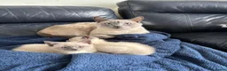Siamese cats for sale: Lilac/ blue point Siamese 1 boy 2 girls  - Advert 8