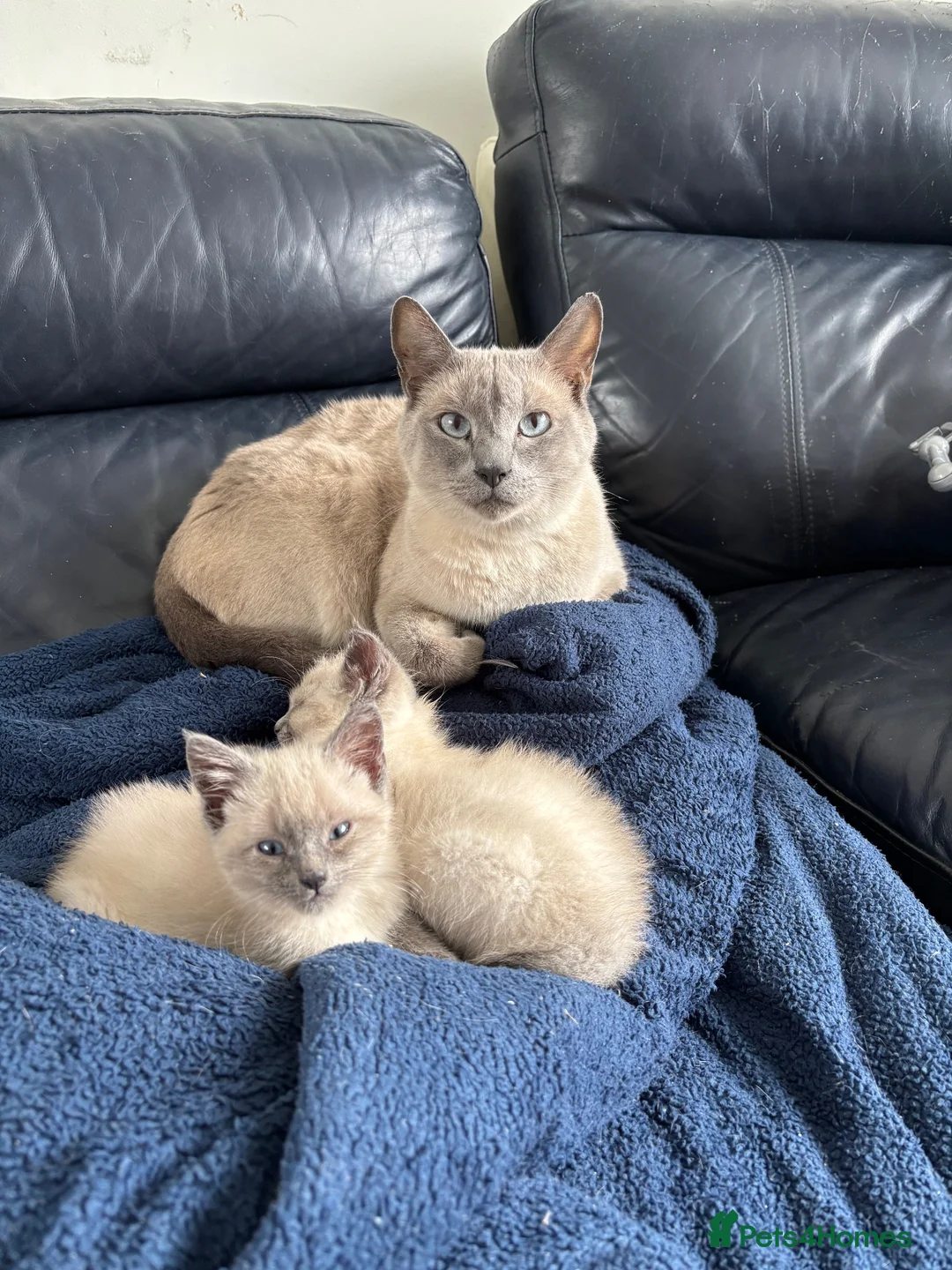 Siamese cats for sale: Lilac/ blue point Siamese 1 boy 2 girls  - Advert 8