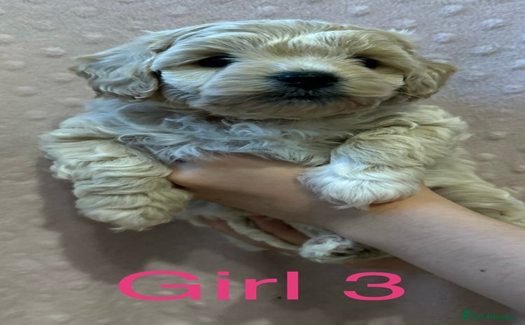 Cockapoo dogs - Advert 16