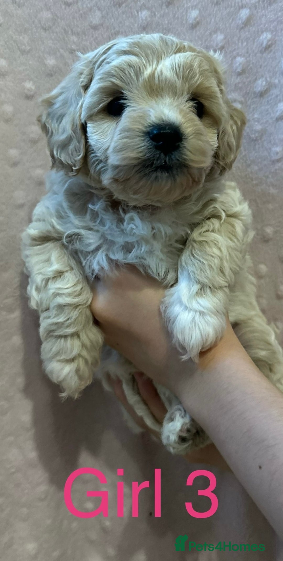 Cockapoo dogs for sale: Beautiful F1B cockapoo puppies READY TO GO - Image 1