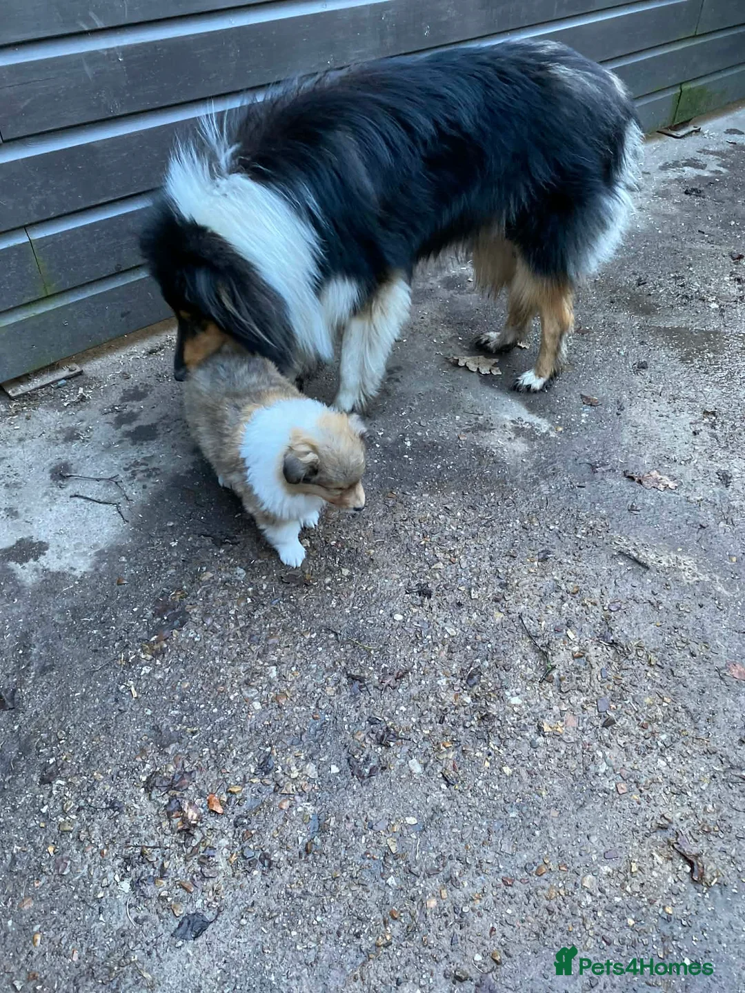 Rough Collie dogs for sale: LOVELY SABLE DOG PUPPY - Advert 8