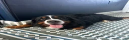 Bernese Mountain Dog dogs for sale: Buzz - Male Bernese Mountain Dog 20 months in Market Harborough - Advert 12