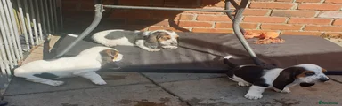 Basset Hound 3