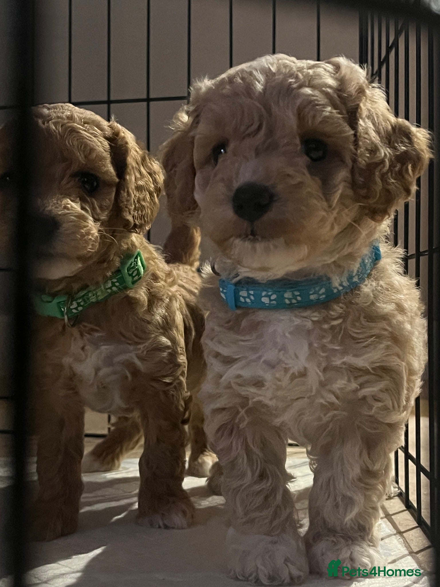 Cavapoochon dogs Cavapoochon puppies - Advert 1
