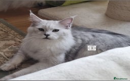 Maine Coon cats for sale: Neutered shaded Princess  - Image 2