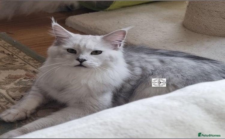 Maine Coon cats - Advert 1
