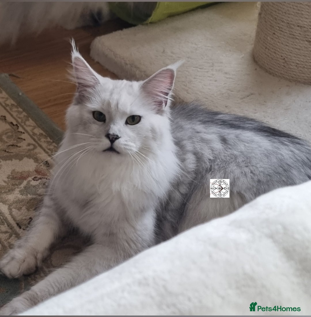 Maine Coon cats for sale: Neutered shaded Princess  - Image 2