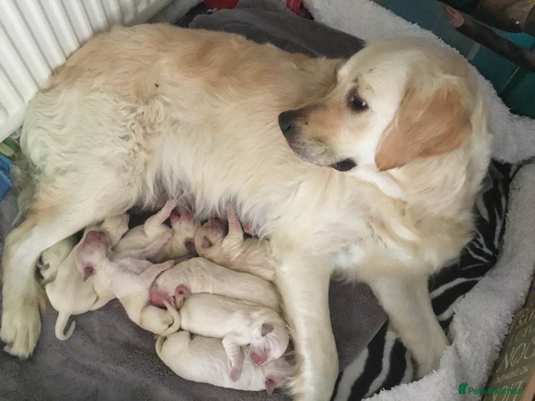 Golden Retriever dogs for sale: KC Reg show line golden female  - Image 4