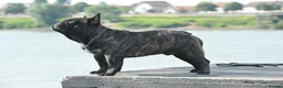 French Bulldog dogs for stud: International Champion French Bulldog for Stud - Advert 8