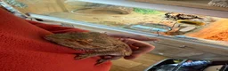 Bearded Dragon reptiles for sale: Bearded Dragon with full 4ft vivarium set up in Chesterfield - Advert 3