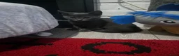 Tibetan cats for sale: Lukas  in Nottingham - Advert 13